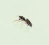 Salticus sp.